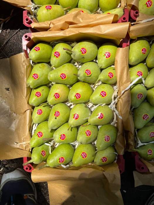 فروش گلابی بیروتی در سردخانه