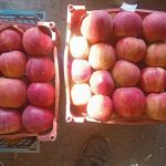 فروش سیب سرخ درجه ۱