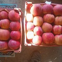 فروش سیب سرخ درجه ۱