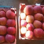 فروش سیب سرخ درجه ۱