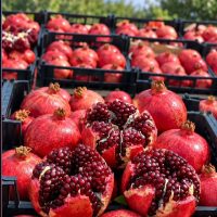 فروش ۳۰ تن انار رباب سوپر داخل باغ